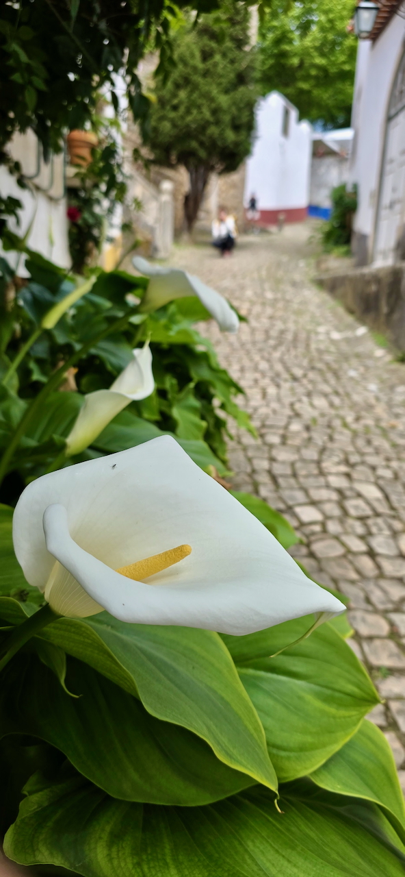 Blütenpracht am Rande